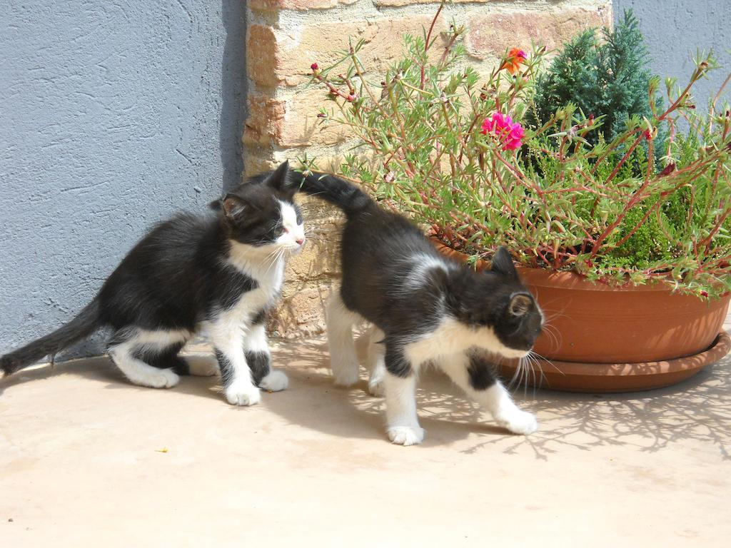 ברה Agriturismo Cascina Monchiero מראה חיצוני תמונה
