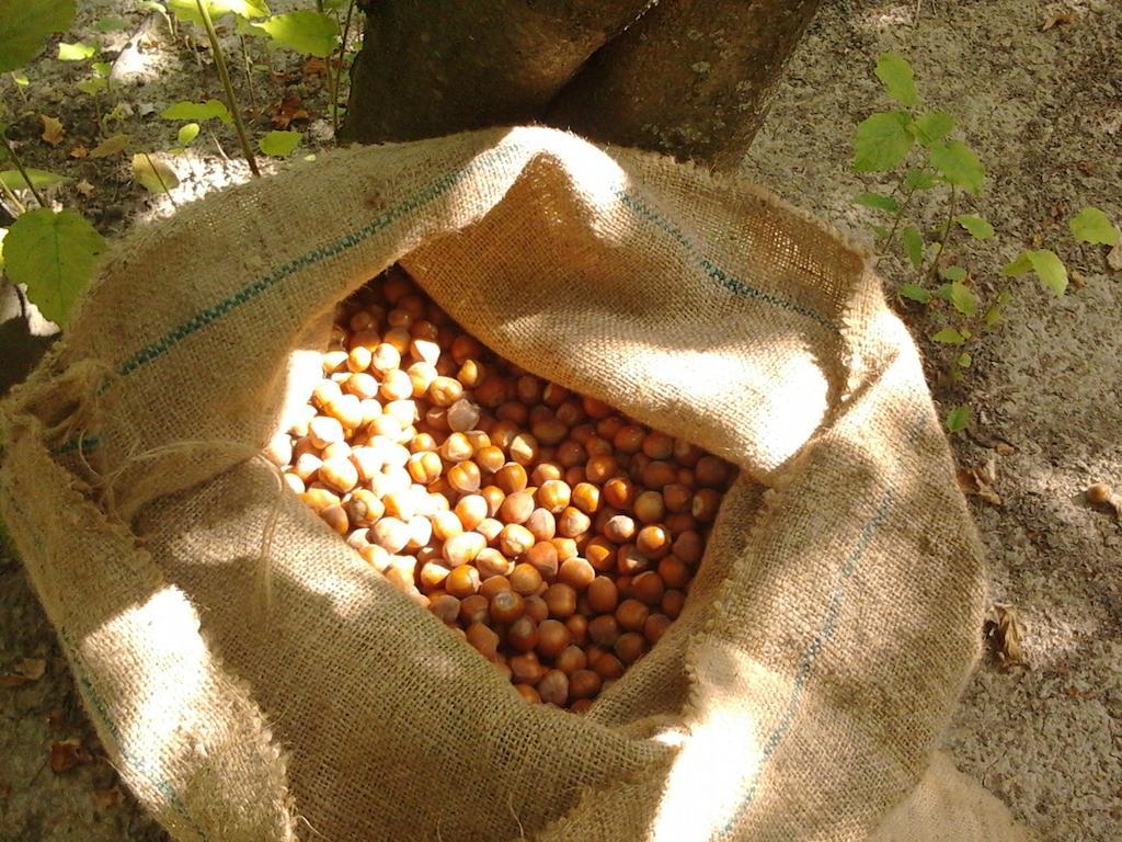 ברה Agriturismo Cascina Monchiero מראה חיצוני תמונה