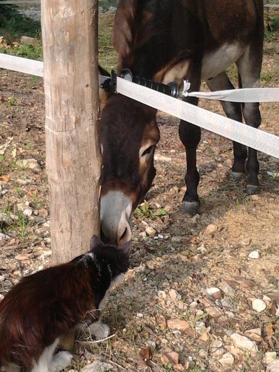 ברה Agriturismo Cascina Monchiero מראה חיצוני תמונה